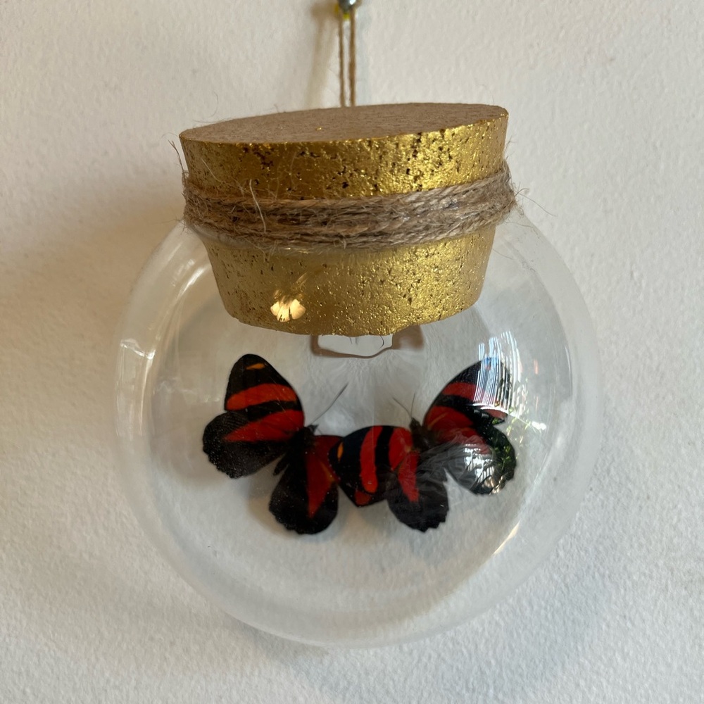 Real Taxidermy Wall Decor Butterfly Specimen-Birthday, Mother’s Day, Wedding